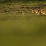 Bobcat (Lynx rufus) hunting in field, Point Reyes National Seashore, California