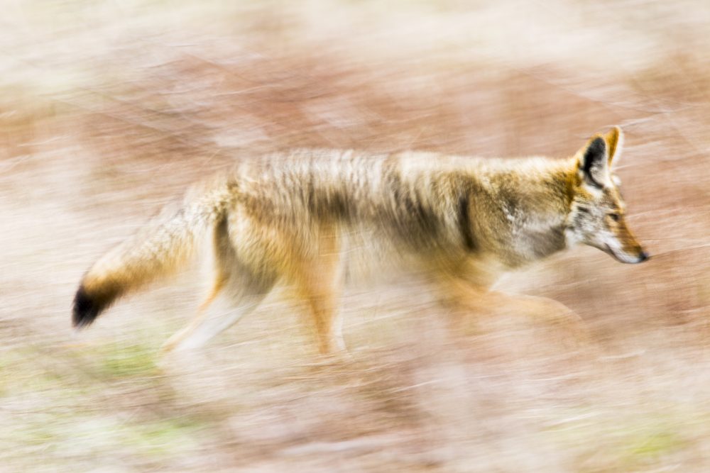 Coyote (Canis latrans) running, Point Reyes National Seashore ...