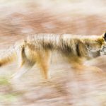 Coyote (Canis latrans) running, Point Reyes National Seashore, California