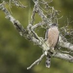 Cooper's Hawk (Accipiter cooperii), Santa Cruz, Monterey Bay, California
