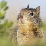 California Ground Squirrel (Spermophilus beecheyi) alert in grass, Berkeley, Bay Area, California
