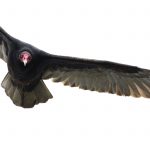 Turkey Vulture (Cathartes aura) flying, Big Sur, California