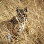 Bobcat (Lynx rufus californicus) in meadow, Tennessee Valley, Mill Valley, Bay Area, California