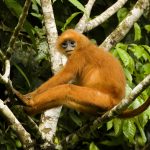 Red Leaf Monkey (Presbytis rubicunda) in tree, Tawau Hills Park, Sabah, Borneo, Malaysia