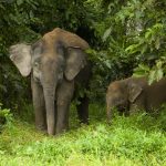 Borneo Pygmy Elephant (Elephas maximus borneensis) mother and calf, Kinabatangan River, Sabah, Borneo, Malaysia