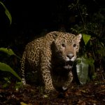 Jaguar (Panthera onca) male in rainforest at night, Coastal Jaguar Conservation Project, Tortuguero National Park, Costa Rica