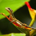Jesus Christ Lizard (Basiliscus basiliscus) female, Tortuguero National Park, Costa Rica