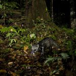 Malayan Civet (Viverra tangalunga) in lowland rainforest at night, Tawau Hills Park, Sabah, Borneo, Malaysia