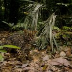 Marbled Cat (Pardofelis marmorata marmorata) in lowland rainforest, Tawau Hills Park, Sabah, Borneo, Malaysia