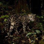 Bornean Clouded Leopard (Neofelis diardi borneensis) male in lowland rainforest at night, Tawau Hills Park, Sabah, Borneo, Malaysia