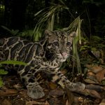 Bornean Clouded Leopard (Neofelis diardi borneensis) male with corneal ulcer in his right eye in lowland rainforest, Tawau Hills Park, Sabah, Borneo, Malaysia