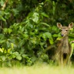 Sambar (Cervus unicolor) fawn, Danum Valley Conservation Area, Sabah, Borneo, Malaysia