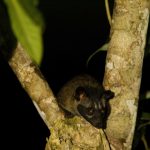 Common Palm Civet (Paradoxurus hermaphroditus) in tree at night, Danum Valley Conservation Area, Sabah, Borneo, Malaysia