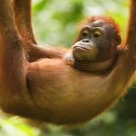 Bornean Orangutan (Pongo pygmaeus) juvenile hanging, Sepilok Forest Reserve, Sabah, Borneo, Malaysia