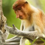 Proboscis Monkey (Nasalis larvatus) female looking at hand, Sabah, Borneo, Malaysia