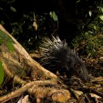 Malayan Porcupine (Hystrix brachyura) at night, Tawau Hills Park, Sabah, Borneo, Malaysia