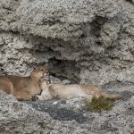 Mountain Lion (Puma concolor) mother and six month old cub nuzzling in shelter of calcium deposits, Sarmiento Lake, Torres del Paine National Park, Patagonia, Chile