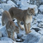 Mountain Lion (Puma concolor) mother and six month old cub, Torres del Paine National Park, Patagonia, Chile
