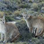 Mountain Lion (Puma concolor) six month old female and male cubs, Torres del Paine National Park, Patagonia, Chile