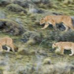 Mountain Lion (Puma concolor) mother and six month old cubs walking through pre-andean shrubland, Torres del Paine National Park, Patagonia, Chile