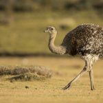 Lesser Rhea (Rhea pennata), Torres del Paine National Park, Patagonia, Chile