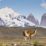 Guanaco (Lama guanicoe) in pre-andean shrubland, Torres del Paine, Torres del Paine National Park, Patagonia, Chile