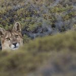 Mountain Lion (Puma concolor) sixteen month old cub, Torres del Paine National Park, Patagonia, Chile