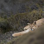 Mountain Lion (Puma concolor) sixteen month old cub, Torres del Paine National Park, Patagonia, Chile