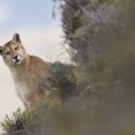 Mountain Lion (Puma concolor) sixteen month old cub, Torres del Paine National Park, Patagonia, Chile
