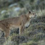 Mountain Lion (Puma concolor) female, Torres del Paine National Park, Patagonia, Chile