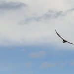 Andean Condor (Vultur gryphus) male flying, Torres del Paine National Park, Patagonia, Chile