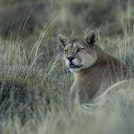 Mountain Lion (Puma concolor) female, Torres del Paine National Park, Patagonia, Chile