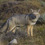 South American Gray Fox (Lycalopex griseus), Torres del Paine National Park, Patagonia, Chile