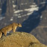 Mountain Lion (Puma concolor) female stalking, Torres del Paine National Park, Patagonia, Chile