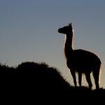 Guanaco (Lama guanicoe) at sunrise, Torres del Paine National Park, Patagonia, Chile