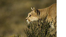 Mountain Lion (Puma concolor) female hunting, Torres del Paine National Park, Patagonia, Chile