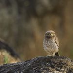 Little Owl (Athene noctua), Sierra de Andujar Natural Park, Sierra de Andujar, Sierra Morena, Andalusia, Spain