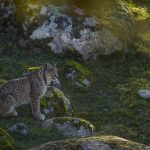 Iberian Lynx (Lynx pardinus) female, Sierra de Andujar Natural Park, Sierra de Andujar, Sierra Morena, Andalusia, Spain
