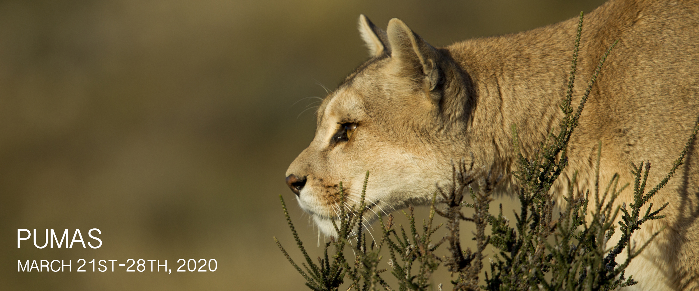 Puma Photography Tour