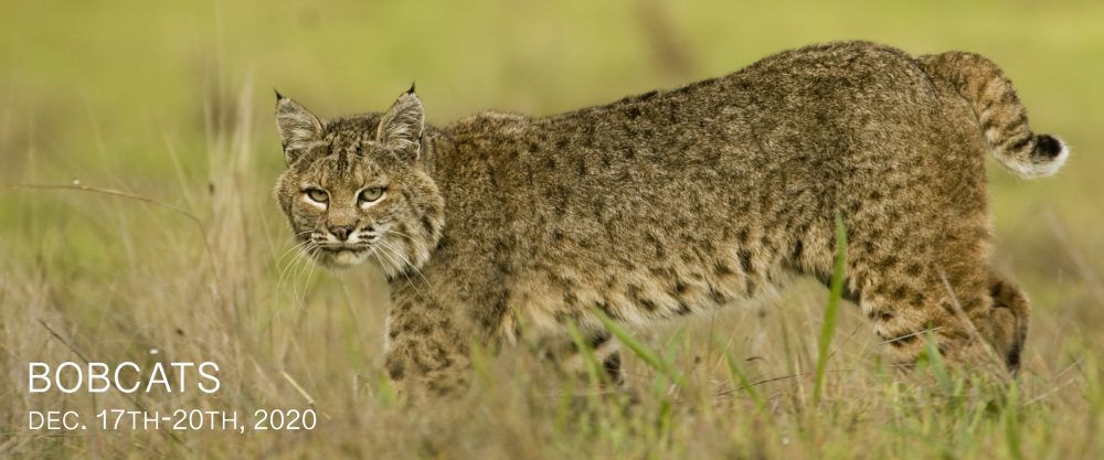 Bobcat Photo Tour 2020