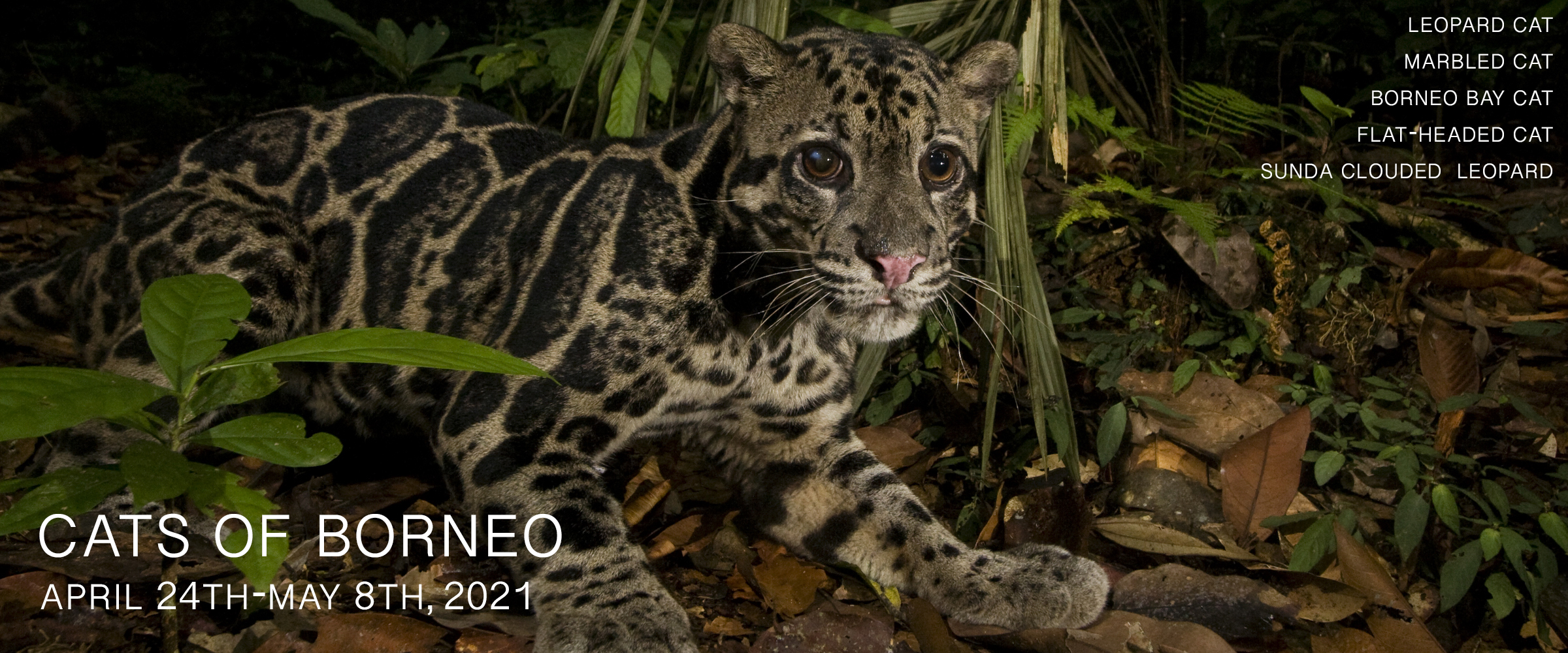 Cats of Borneo Photo Tour 2021