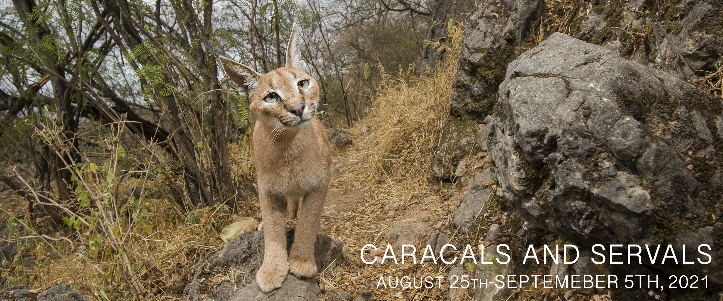 Serval and Caracal Photo Tour 2021