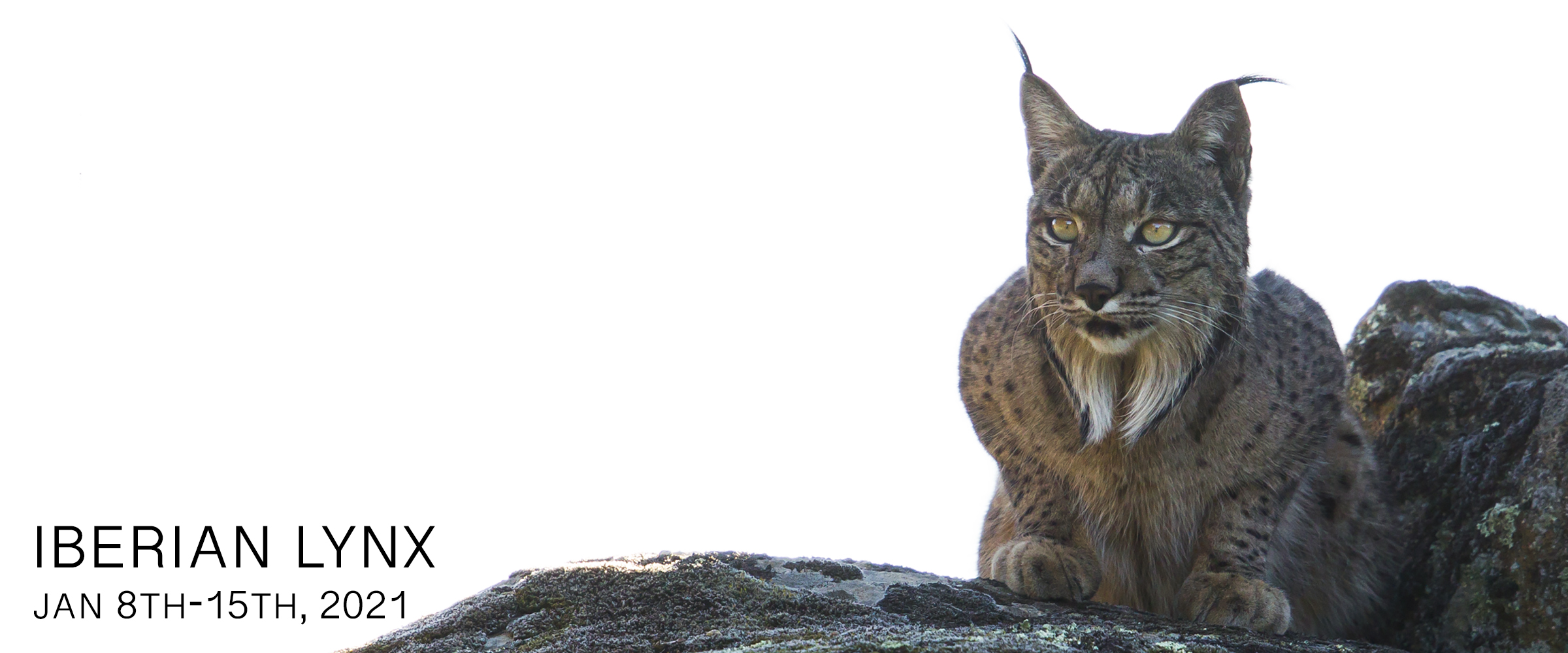Iberian Lynx Photo Tour 2021