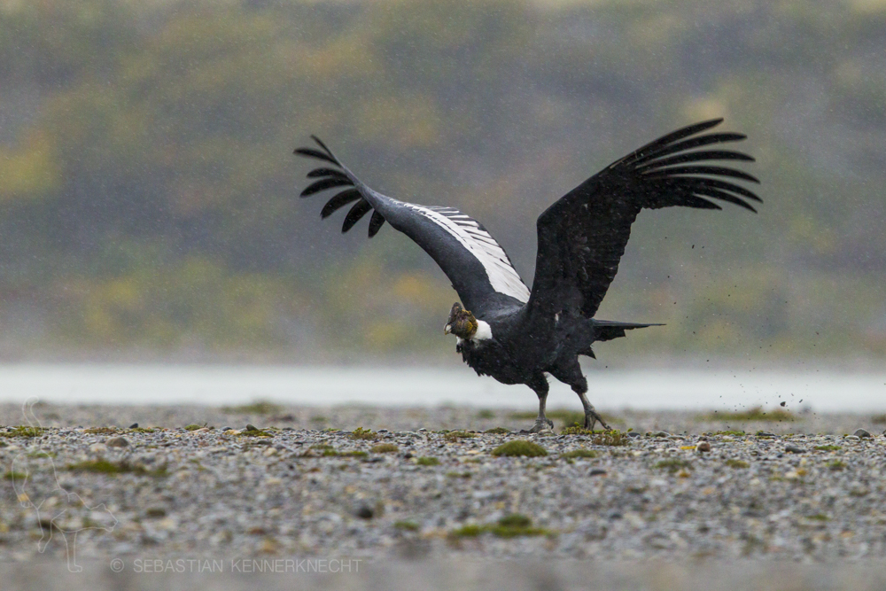 Andean Condor (Vultur gryphus) male taking flight during rainfall, Torres del Paine National Park, Patagonia, Chile