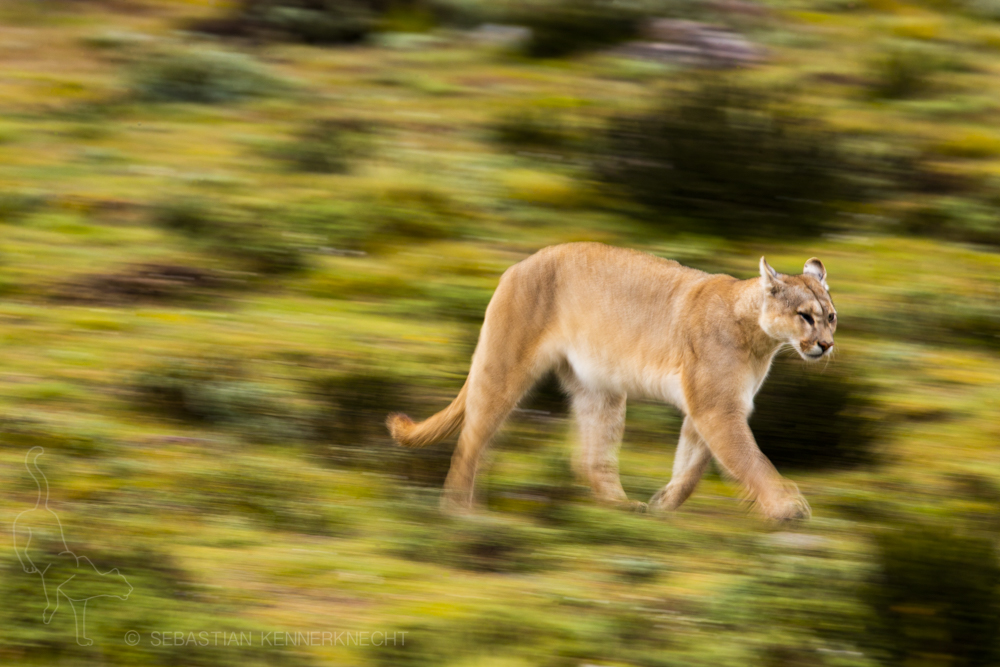 Mountain Lion (Puma concolor) female running, Torres del Paine National Park, Patagonia, Chile