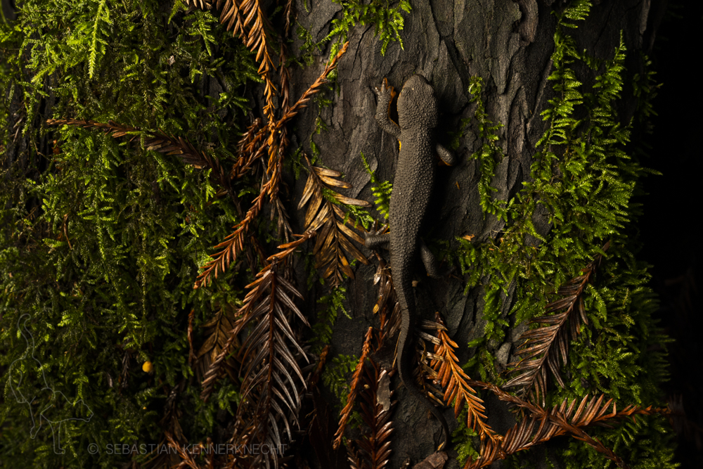Rough-skinned Newt (Taricha granulosa), Avenue of the Giants, Humboldt Redwoods State Park, northern California
