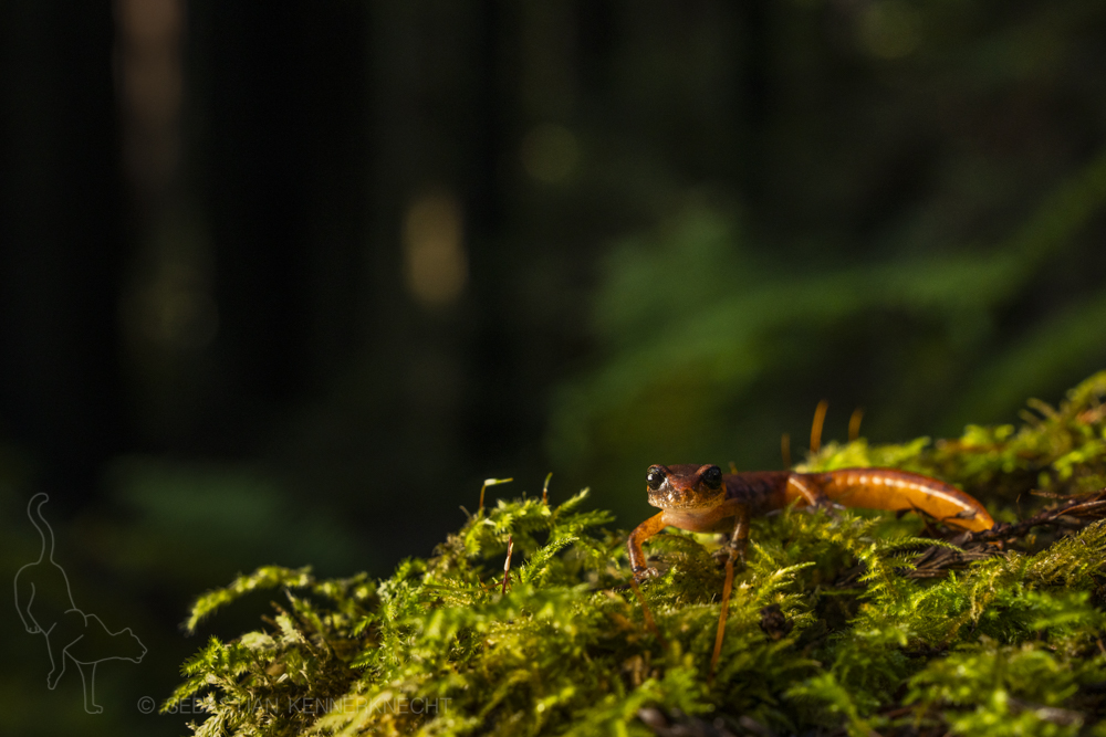Oregon Ensatina (Ensatina eschscholtzii oregonensis) salamander, Avenue of the Giants, Humboldt Redwoods State Park, northern California
