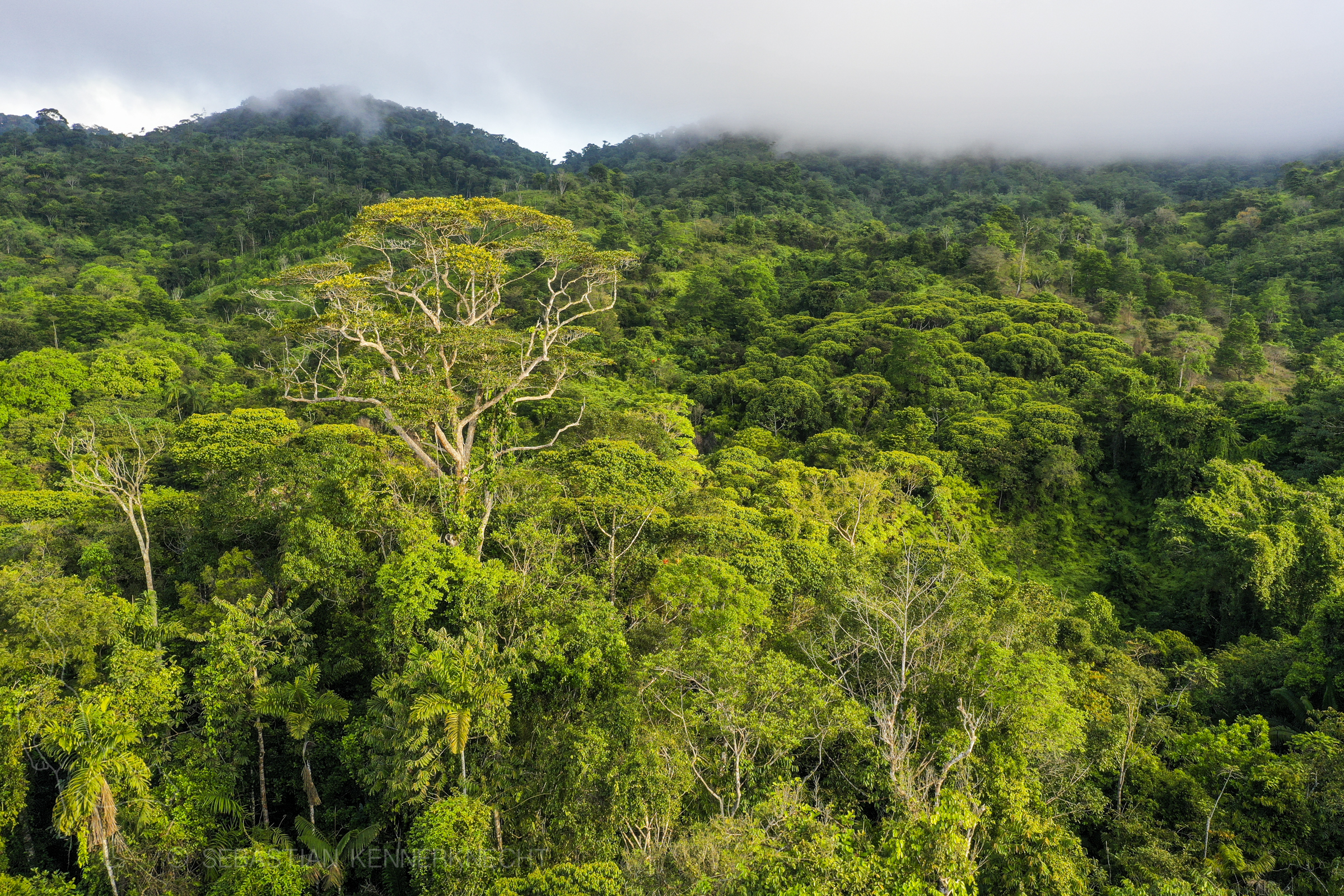 Semi-deciduous tropical moist rainforest canopy, Mamoni Valley, Panama
